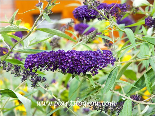 Black Knight has dark purple flower inflorescence.
